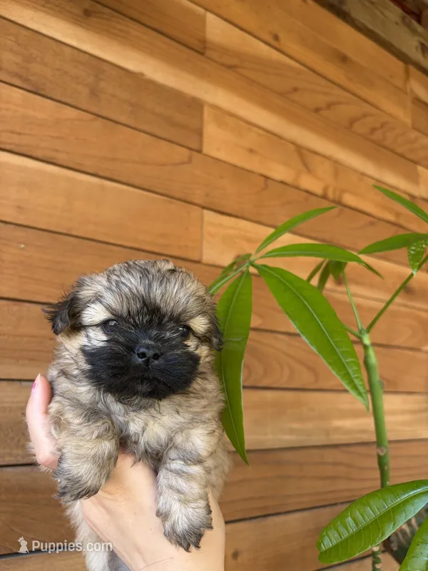 Brownie , a female Shih Tzu for sale in Houston, TX – Photo 1 of 1