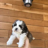 Rino, a male Shih Tzu for sale in Houston, TX – 1 of 1