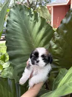 Hazel, a female Shih Tzu for sale in Houston, TX – 2 of 3