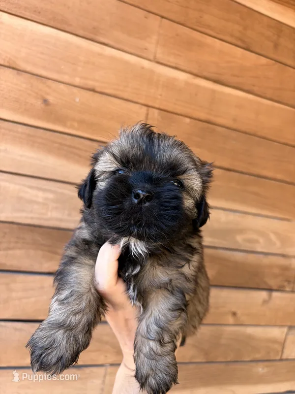 Coco – Shih Tzu puppy for sale in Houston, TX