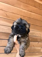 Coco, a male Shih Tzu for sale in Houston, TX – 1 of 2