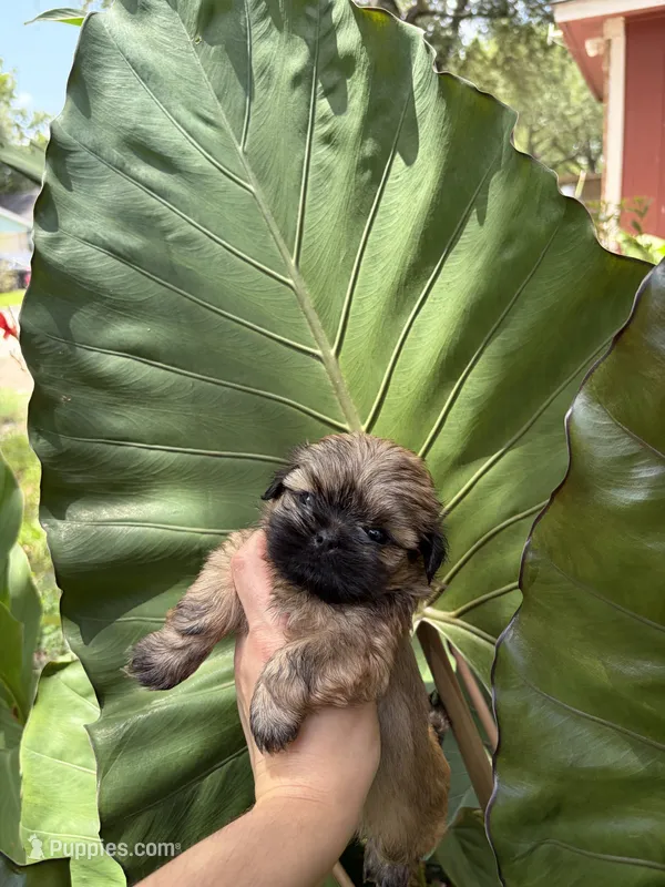 Cooper – Shih Tzu puppy for sale in Houston, TX