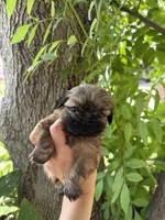 Cooper, a male Shih Tzu for sale in Houston, TX – 2 of 3