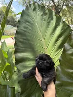 Buddy, a male Shih Tzu for sale in Houston, TX – 3 of 3
