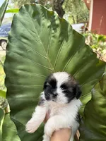 Hazel, a female Shih Tzu for sale in Houston, TX – 3 of 3