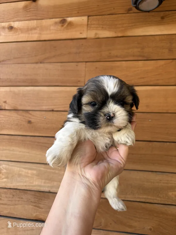 Luna, a male Shih Tzu for sale in Houston, TX – Photo 1 of 1