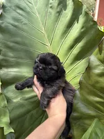 Buddy, a male Shih Tzu for sale in Houston, TX – 2 of 3