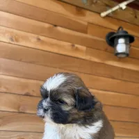 Handsome , a male Shih Tzu for sale in Houston, TX – 1 of 1