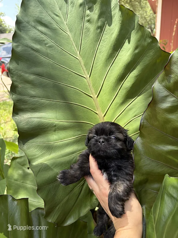 Buddy – Shih Tzu puppy for sale in Houston, TX