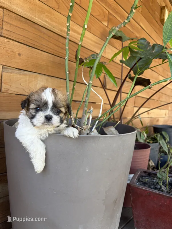 Tinker bell, a female Shih Tzu for sale in Houston, TX – Photo 1 of 1