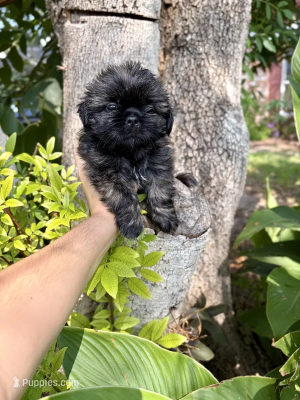 Buddy – Shih Tzu puppy for sale in Houston, TX