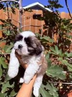 Snow , a female Shih Tzu for sale in Houston, TX – 2 of 2