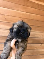 Coco, a male Shih Tzu for sale in Houston, TX – 2 of 2