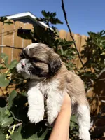 Roku, a male Shih Tzu for sale in Houston, TX – 2 of 2