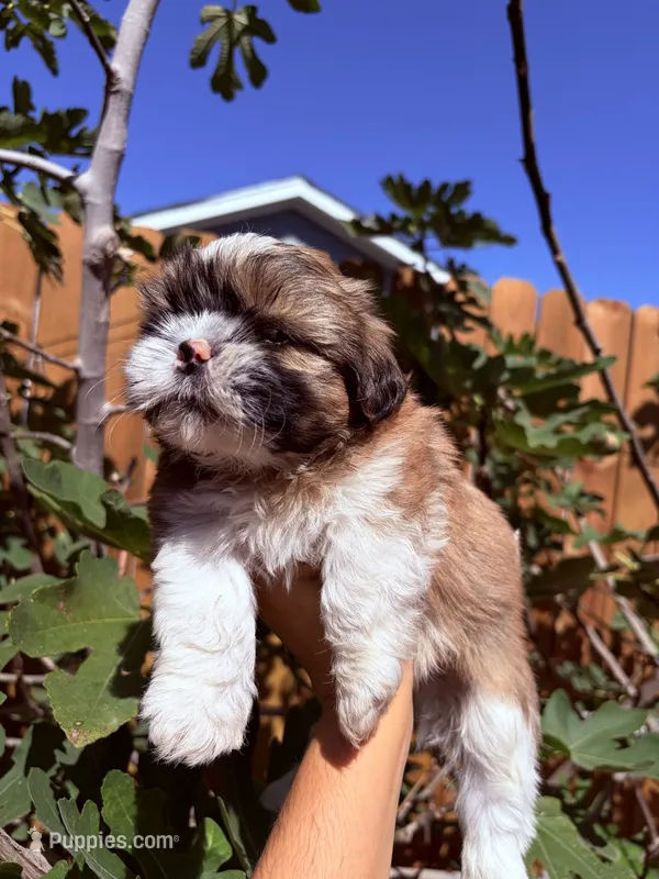 Roku – Shih Tzu puppy for sale in Houston, TX