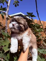 Roku, a male Shih Tzu for sale in Houston, TX – 1 of 2