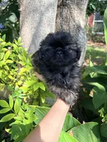 Buddy, a male Shih Tzu for sale in Houston, TX – 2 of 4