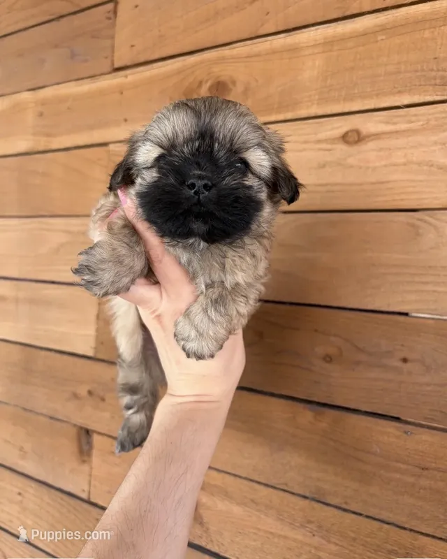 Frappe  – Shih Tzu puppy for sale in Houston, TX