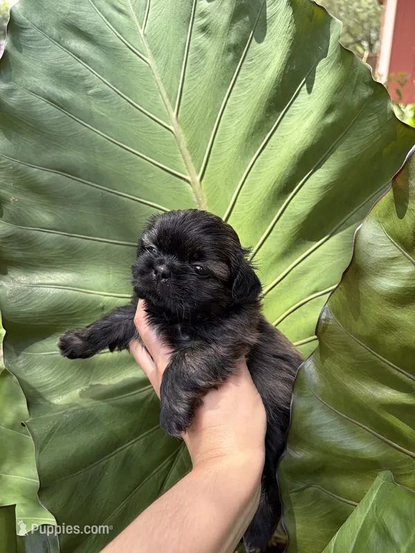 Buddy – Shih Tzu puppy for sale in Houston, TX