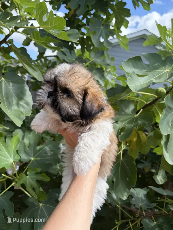 Frappe  – Shih Tzu puppy for sale in Houston, TX