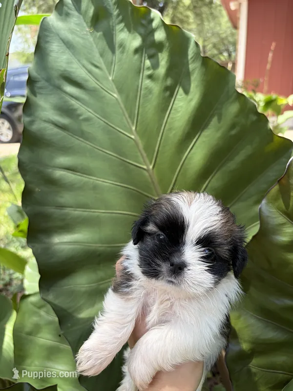 Hazel – Shih Tzu puppy for sale in Houston, TX