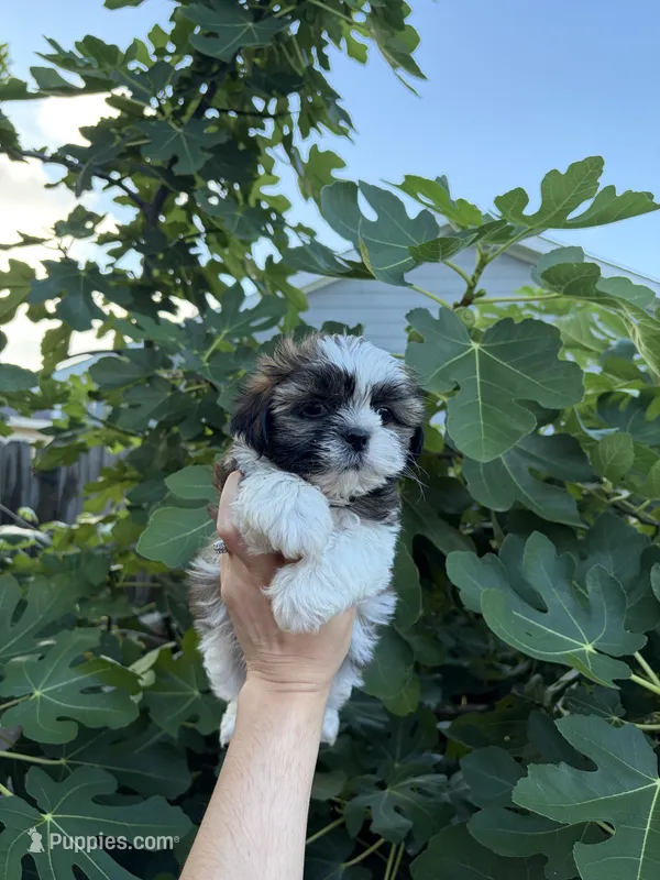 Star  – Shih Tzu puppy for sale in Houston, TX