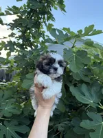 Star , a female Shih Tzu for sale in Houston, TX – 1 of 3