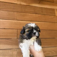 Toy, a male Shih Tzu for sale in Houston, TX – 1 of 1