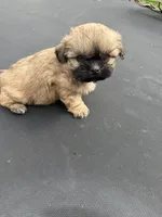 Bella, a female Shih Tzu for sale in Houston, TX – 8 of 8