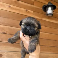 Bella, a female Shih Tzu for sale in Houston, TX – 2 of 8