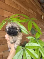 Bella, a female Shih Tzu for sale in Houston, TX – 3 of 8