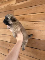 Bella, a female Shih Tzu for sale in Houston, TX – 4 of 8