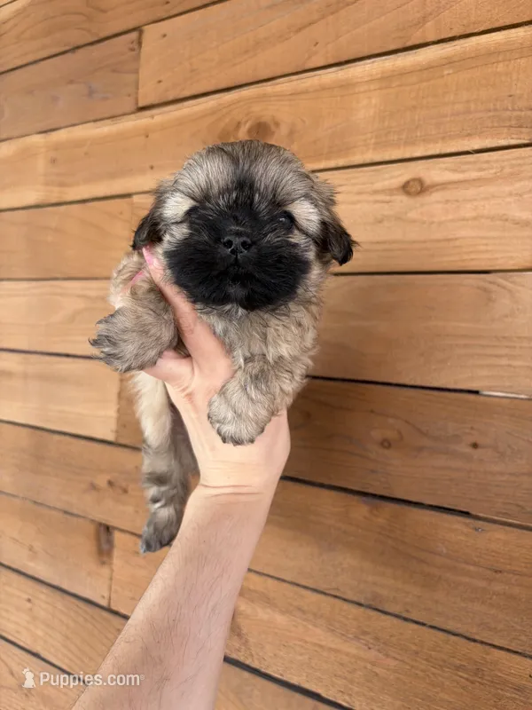 Bella – Shih Tzu puppy for sale in Houston, TX