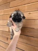 Bella, a female Shih Tzu for sale in Houston, TX – 1 of 8