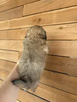 Bella, a female Shih Tzu for sale in Houston, TX – 5 of 8