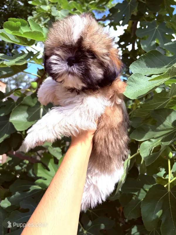Bruno – Shih Tzu puppy for sale in Houston, TX