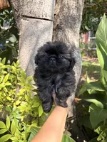 Buddy, a male Shih Tzu for sale in Houston, TX – 4 of 4