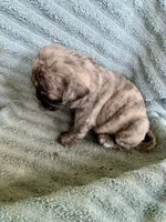 Muffin, a female Pug for sale in Schulenburg, TX – Photo 4 of 10