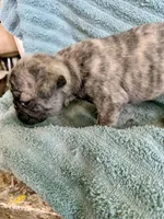 Muffin, a female Pug for sale in Schulenburg, TX – Photo 7 of 10