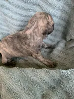 Muffin, a female Pug for sale in Schulenburg, TX – Photo 5 of 10