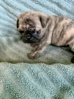 Muffin, a female Pug for sale in Schulenburg, TX – Photo 8 of 10