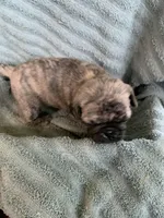 Muffin, a female Pug for sale in Schulenburg, TX – Photo 3 of 10