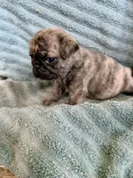 Muffin, a female Pug for sale in Schulenburg, TX – Photo 9 of 10