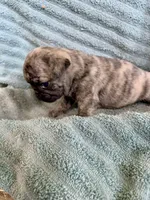 Muffin, a female Pug for sale in Schulenburg, TX – Photo 6 of 10