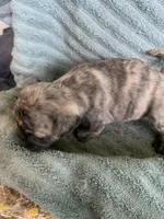 Muffin, a female Pug for sale in Schulenburg, TX – Photo 10 of 10