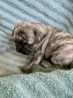 Muffin, a female Pug for sale in Schulenburg, TX – Photo 1 of 10