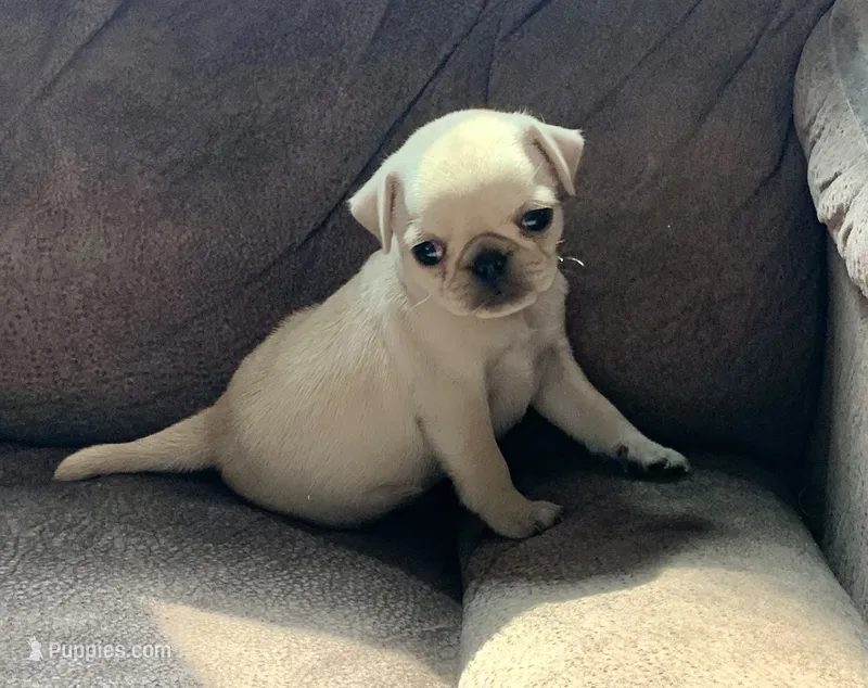 Mia – Pug puppy for sale in Schulenburg, TX