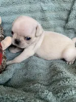 Frosty, a male Pug for sale in Schulenburg, TX – Photo 1 of 8