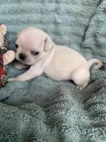 Frosty, a male Pug for sale in Schulenburg, TX – Photo 6 of 8