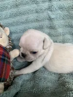 Frosty, a male Pug for sale in Schulenburg, TX – Photo 7 of 8